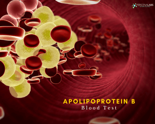 Apolipoprotein B